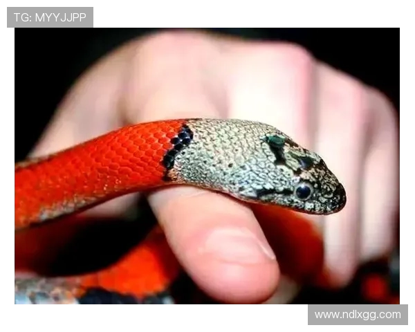 排球新手必看：从零开始的比赛经验与技巧全面指南